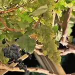 Bella Vista - Winzerhof Golk Meißen