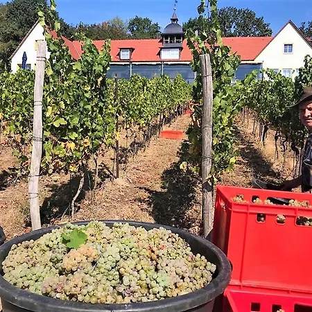 Bella Vista - Winzerhof Golk * Meissen