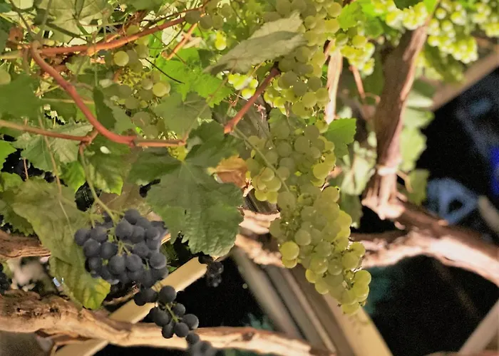 Bella Vista - Winzerhof Golk Meißen